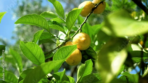 Juicy yellow lemons hanging on branches of a lemon tree. Greece. 4K