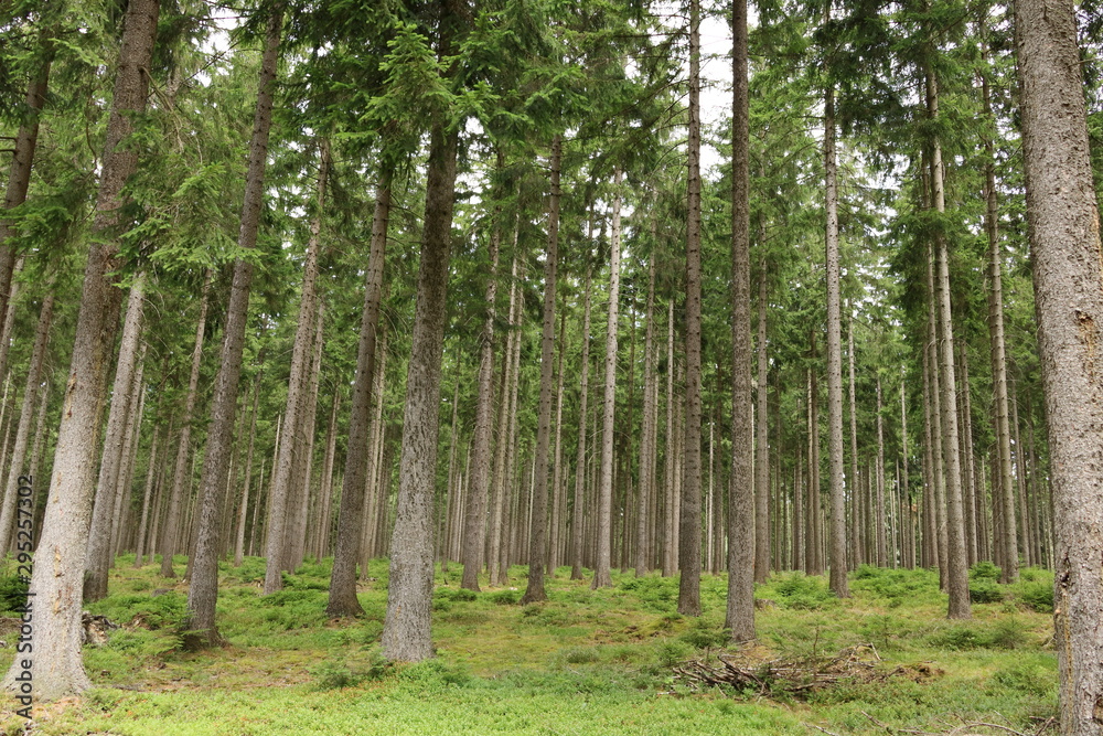 Naklejka premium jesienne drzewa leśne. natura zielone światło słoneczne drewna tła.