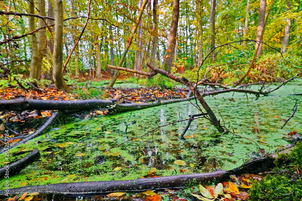 Entenflott im Sumpf Stock Photo Adobe Stock