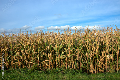 dry corn field before harvest