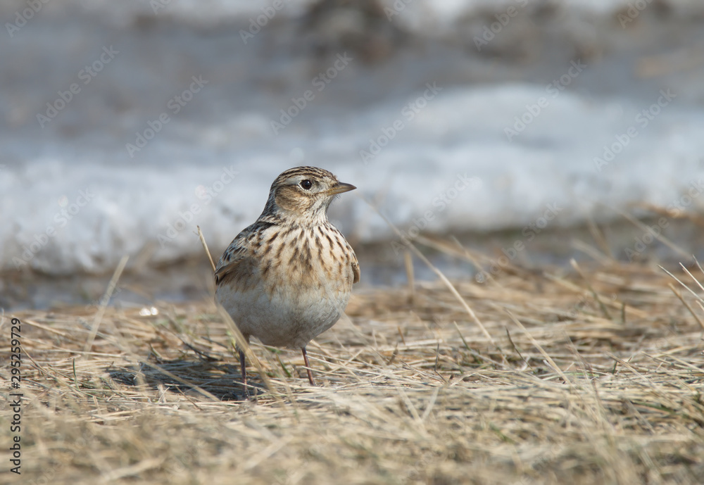 Skylark in the spring stands on last year's dry grass Skylark in the spring stands on last year's dry grass