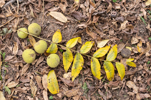 Fruits of the tree Black walnut (juglans nigra) and a branch wit