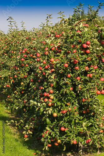 |Apple blossom, new fruit plantation, young trees, Altes Land area, fruit-producing region, Jork, Lower Saxony, Germany, Europe