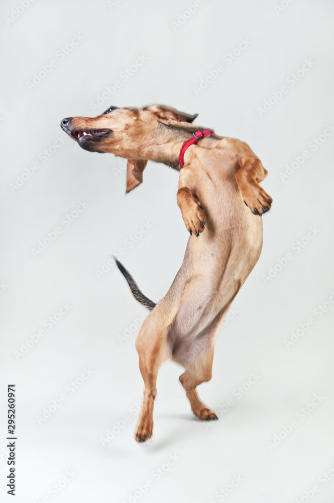 Red young dachshund on a white background
