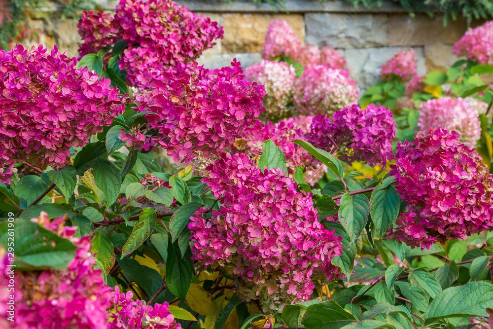 Blooming hydrangea in autumn against a stone wall