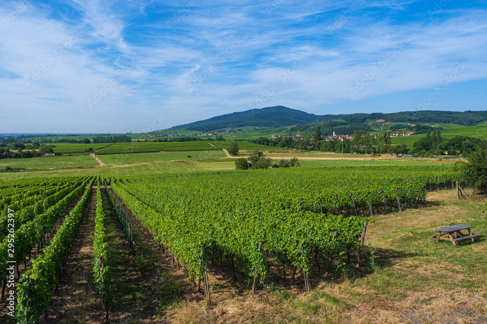 Weinanbau im Elsass/Frankreich