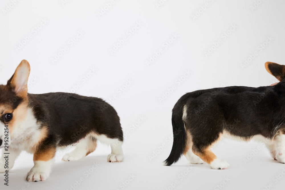 cropped view of welsh corgi puppies on white background