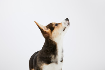 cute welsh corgi puppy looking upwards isolated on white