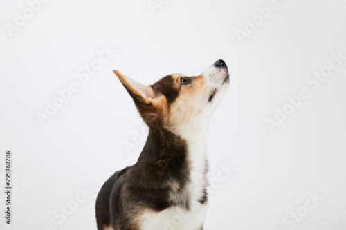 cute welsh corgi puppy looking upwards isolated on white