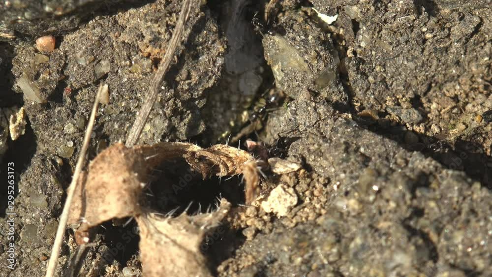 Ants deepen their hole, anthill, drag small pebbles Ants deepen their hole, anthill, drag small pebbles