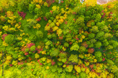 Aerial view of autumn forest in mountain photo