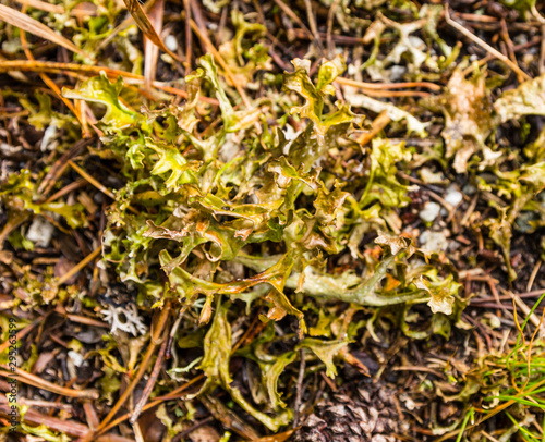 Iceland moss (Cetraria islandica) in the wild.