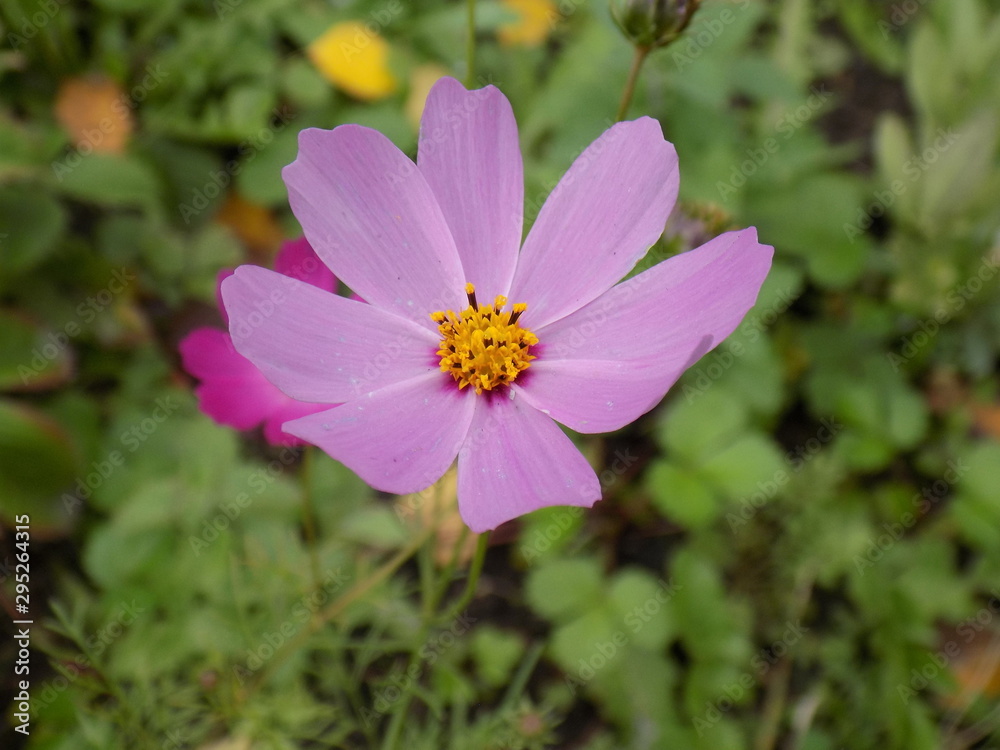 flower flower