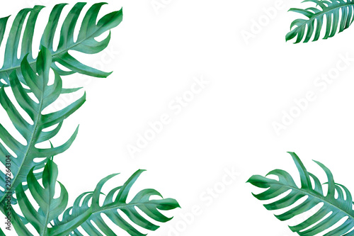 Monstera miltiple leaves isolated on white background.
