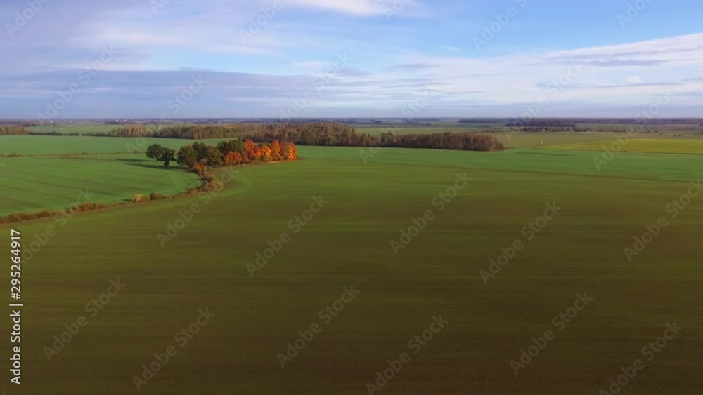 Colored Deciduous Trees In A Green Agricultural Fields On Sunny Autumn Day. Aerial Dolly-In Footage Colored Deciduous Trees In A Green Agricultural Fields On Sunny Autumn Day. Aerial Dolly-In Footage