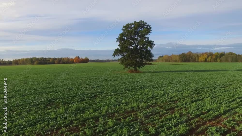 Flying Around Deciduous Tree In Agricultural Field On Sunny Autumn Morning. Aerial Truck Right