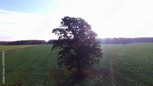 Aerial: Deciduous Tree In Green Agricultural Field Illuminated By Morning Sun Rays. photo