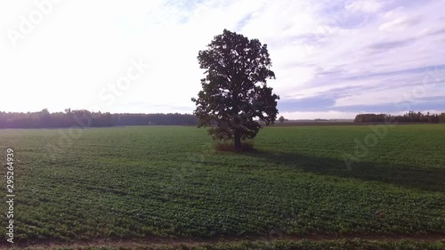 Flying Around Deciduous Tree In Agricultural Field On Sunny Autumn Morning. Aerial Slow Truck Left photo