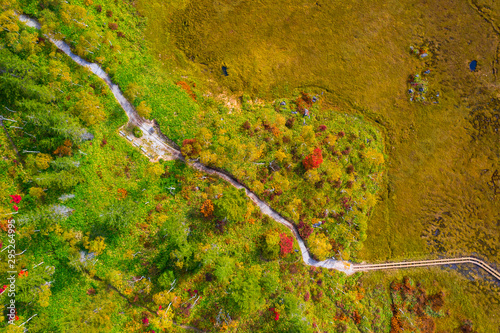 Aerial view of autumn forest in mountain