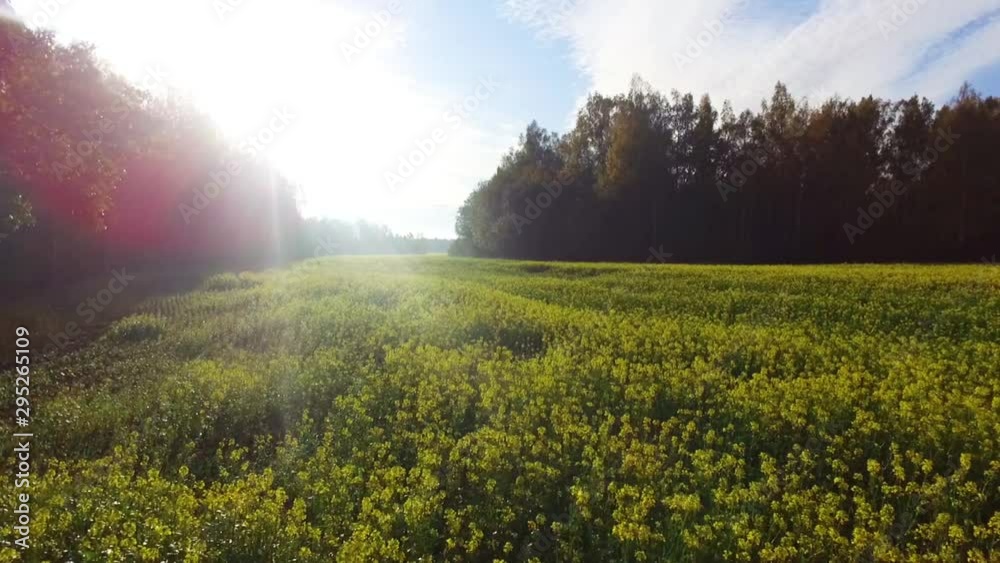 Yellow Rape Field On A Sunny Morning. Low Aerial Drone Dolly-Out Footage