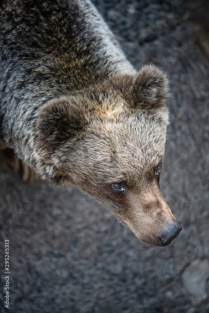 Fototapeta premium The portrait of a cute brown bear