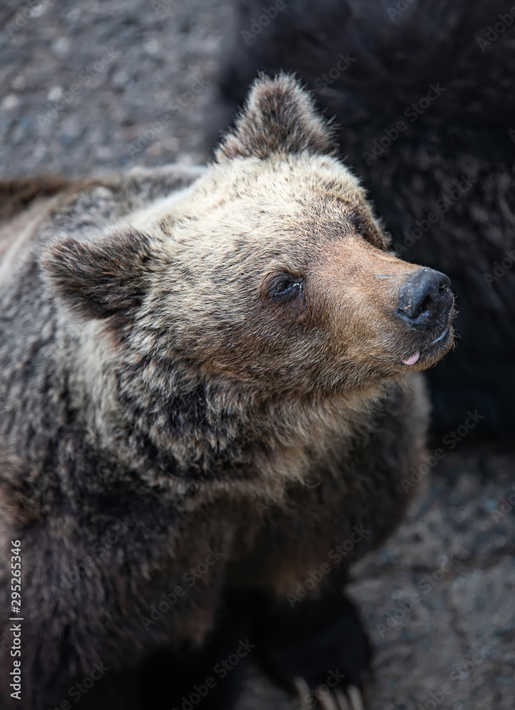 Obraz premium The portrait of a cute brown bear
