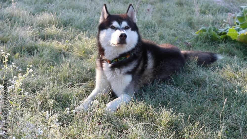 Black and white husky dog lying on frozen grass. The rays of the sun. Autumn frosts. Black and white husky dog lying on frozen grass. The rays of the sun. Autumn frosts.