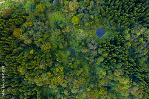 Drone view of Pine forest in summer
