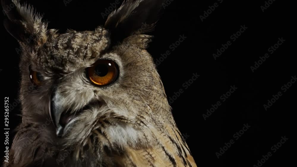 Close up of a scary owl looking and moving his throat Close up of a scary owl looking and moving his throat