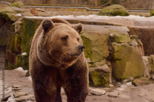 brown bear in zoo