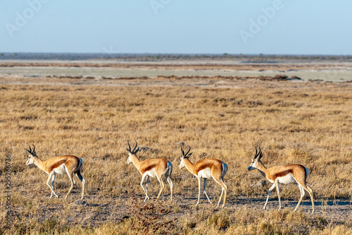 A group of Impalas - Aepyceros melampus- walking along a path in the plains of Etosha National Park, Namibia.