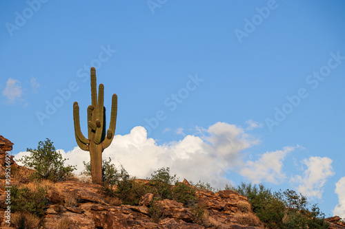 United States of America - Tucson Arizona - land of the perfect sunset & sunrise with amazing rolling hills, desert landscapes and cactus