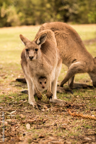 a kangaroo at Australian outback outdoor with a background of kangaroos. a beautiful nature wildlife portrait with a cute wild animal or mammal