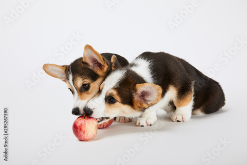 Photography Cute welsh corgi puppies playing with ripe apples on white background
