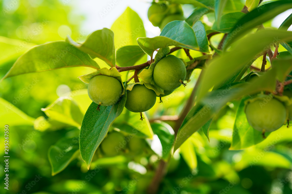 Close-up raw green persimmon fruits on tree branches. Soft focus Close-up raw green persimmon fruits on tree branches. Soft focus