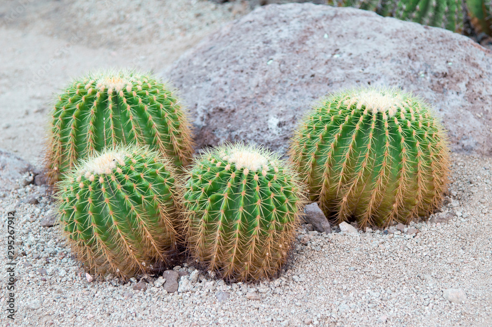Cactus