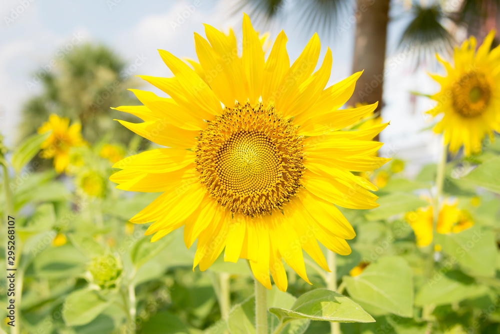 sunflower