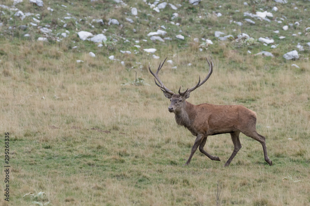 Awesome Red deer male in rutting season, Alps mountains Awesome Red deer male in rutting season, Alps mountains