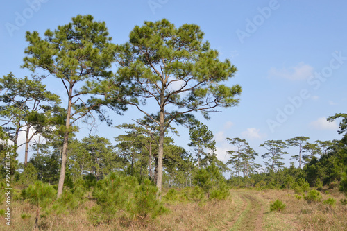 A pine tree in the forest