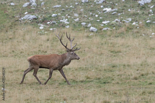 Awesome Red deer male in rutting season, Alps mountains © manuel
