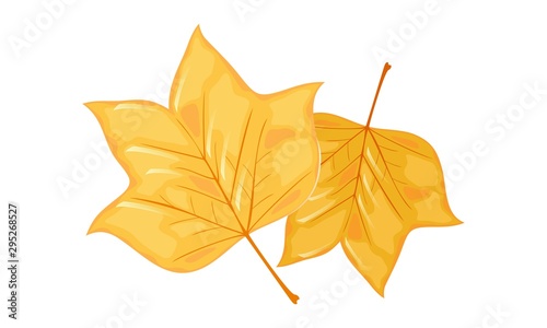 Falling yellow leaves of tulip tree. Hello autumn, bye summer. Completion, finishing of vacation, sunny, warm days, good weather concept. Cartoon vector illustration isolated on white background.