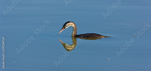 HUMEDALES, SOMORMUJO LAVANCO Podiceps cristatus photo