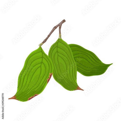 Branch with three green starting senescent leaves of dogwood tree or shrub. Cartoon vector illustration isolated on white for botany, gardening, ecology, natural environment protection projects.