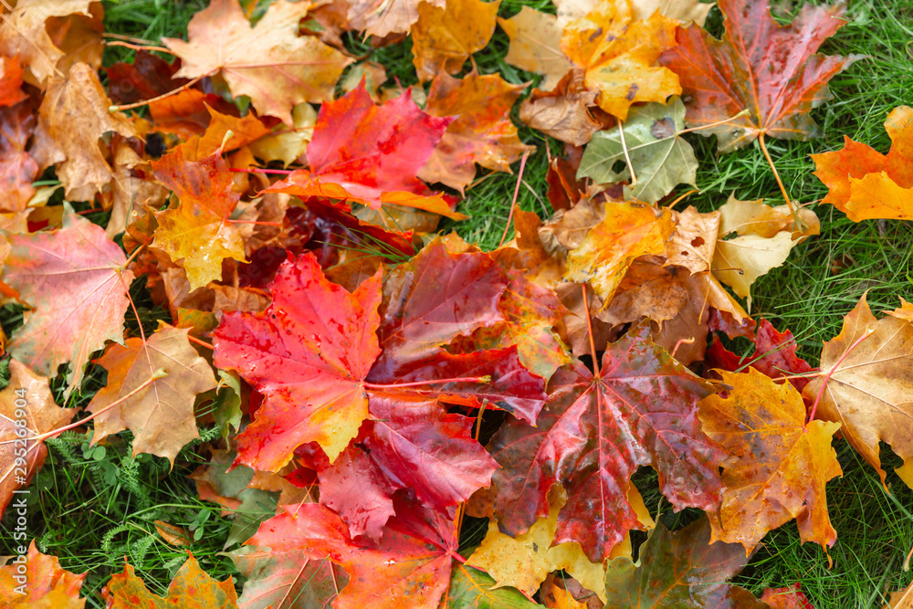 autumn leaves as background, top view