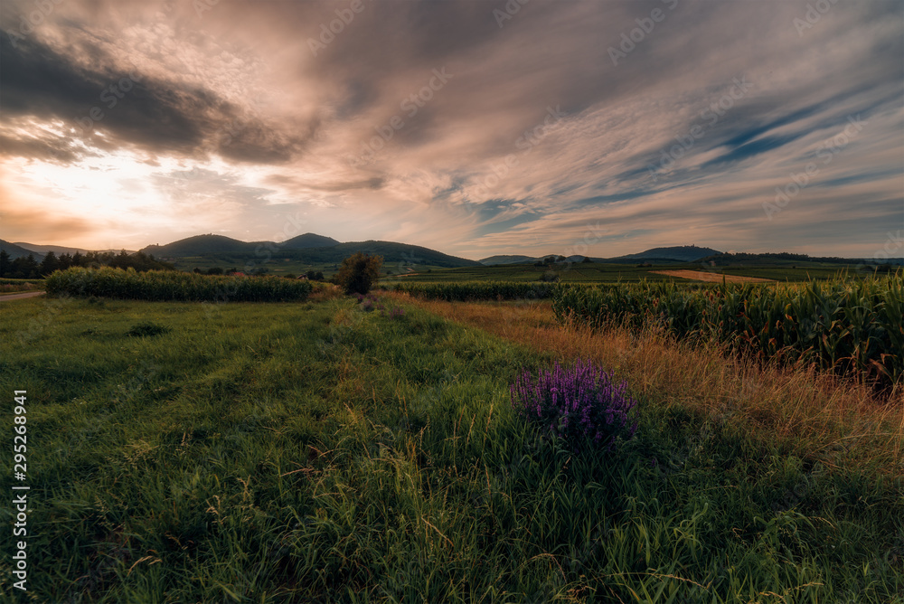 field of grapes on the hills of Alsace