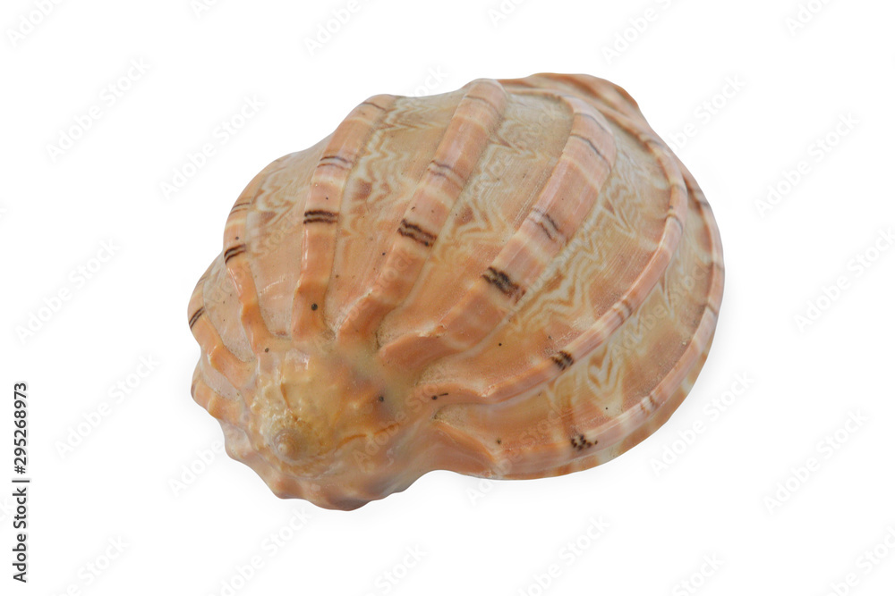 seashell seashell