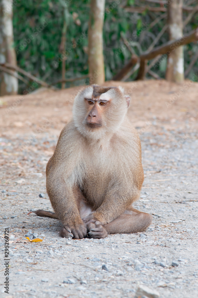 Naklejka premium Macaque monkey in the forest