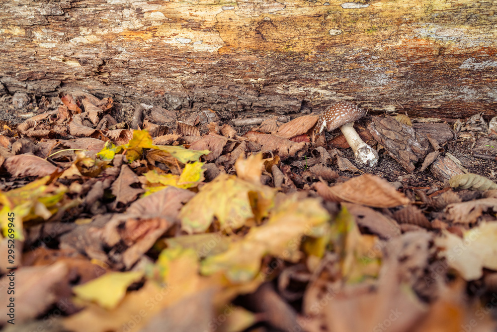 Fallen autumn leaves and mushroom on ground in sunlight. Colorful foliage in the park. Falling leaves natural background Fallen autumn leaves and mushroom on ground in sunlight. Colorful foliage in the park. Falling leaves natural background