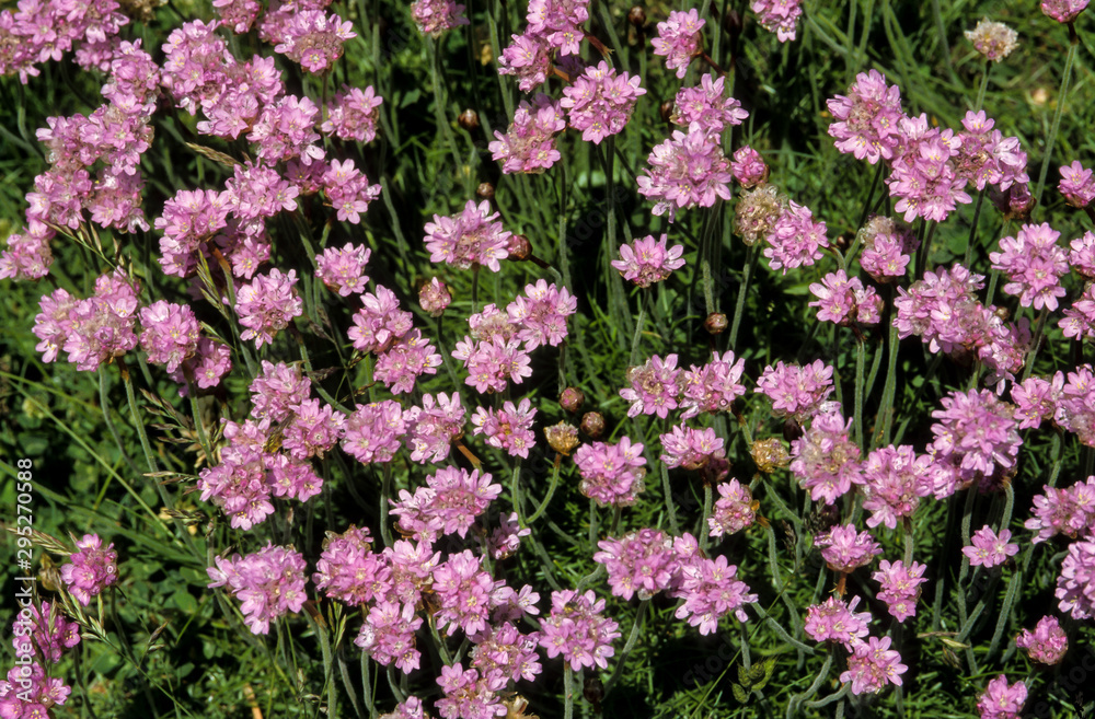 Armérie maritime, Armeria maritima Armérie maritime, Armeria maritima