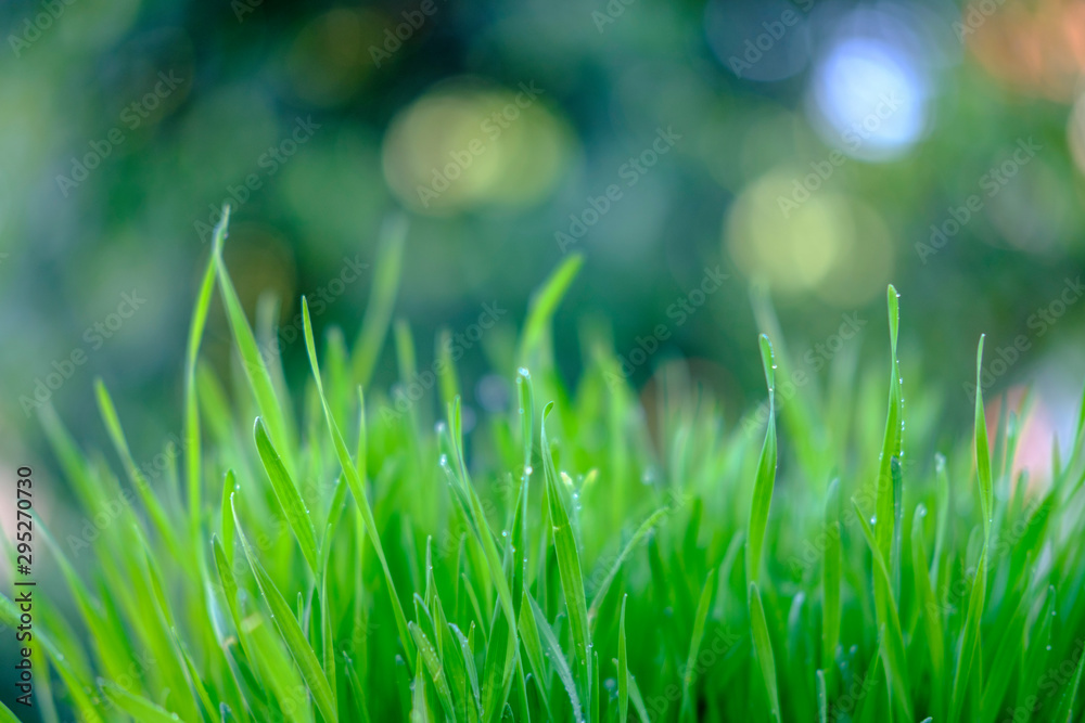 Obraz premium grass with water drops of dew on background